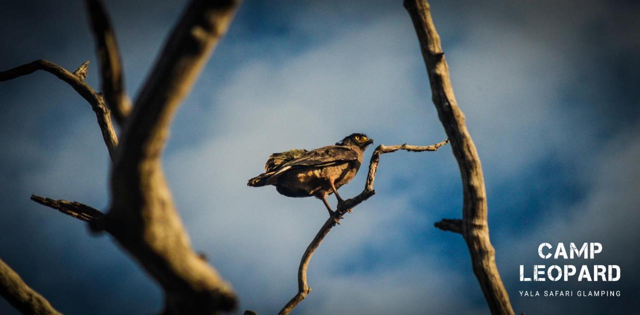 Camp Leopard - Yala Safari Glamping Hotel Bagian luar foto