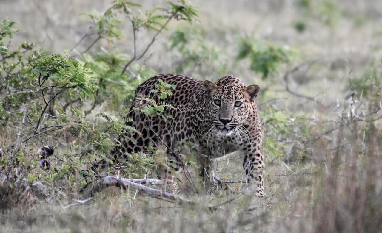 Camp Leopard - Yala Safari Glamping Hotel Bagian luar foto