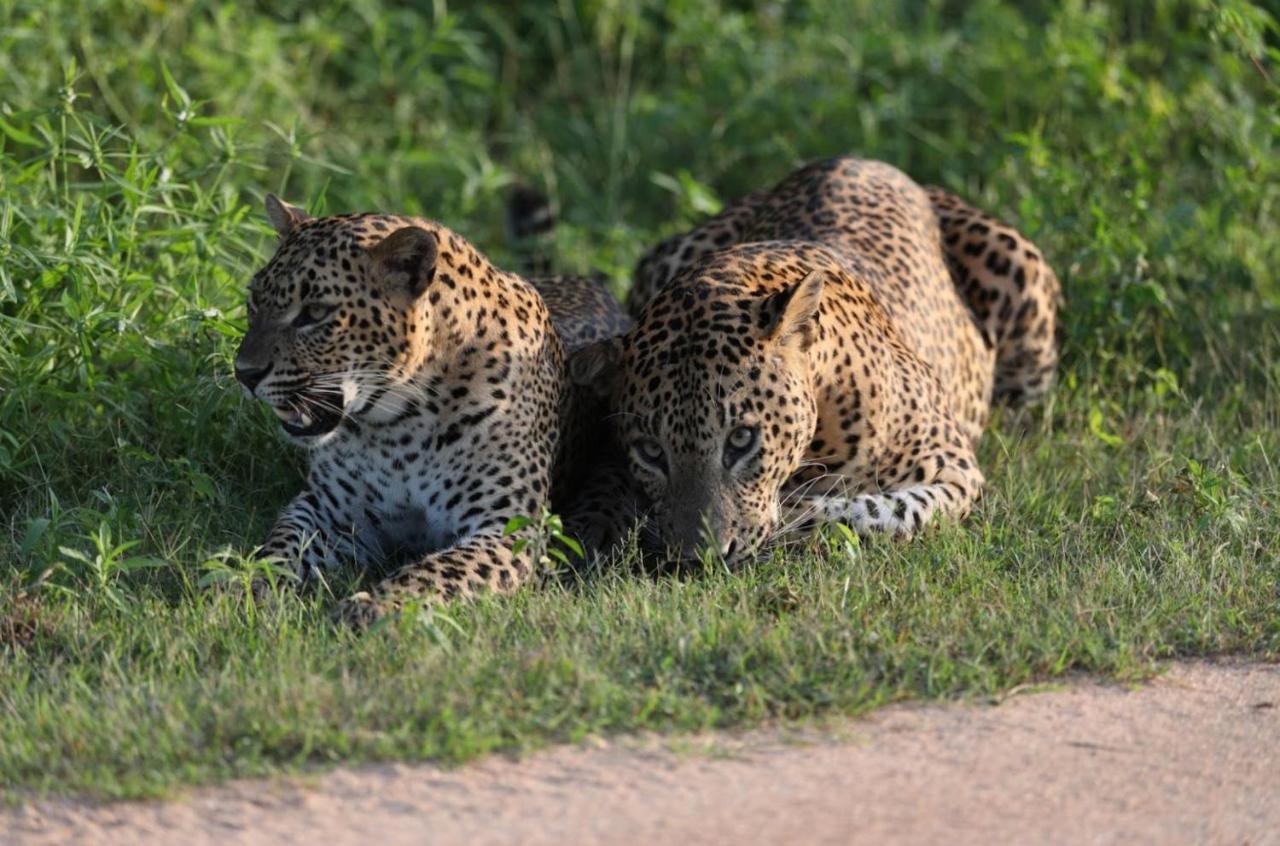 Camp Leopard - Yala Safari Glamping Hotel Bagian luar foto