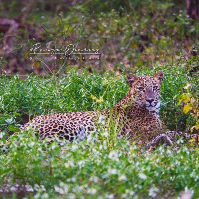 Camp Leopard - Yala Safari Glamping Hotel Bagian luar foto